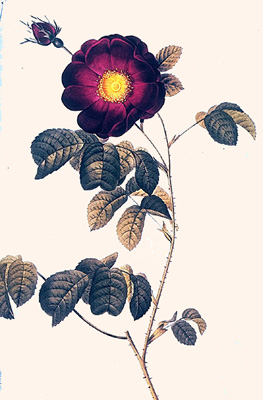 Rosa gallica maheka (flore subsimplici)