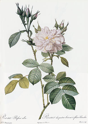 Rosa Bifera alba