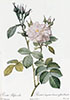 Rosa bifera alba