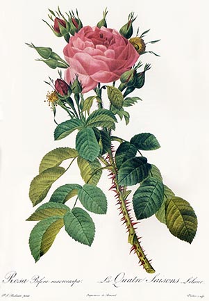 Rose du Roi