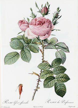 Rosa bifera officinalis