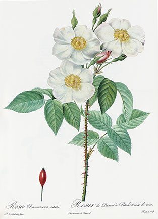 Rosa dupontii