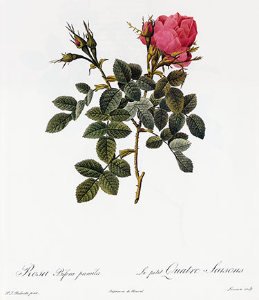 Rosa Bifera pumila