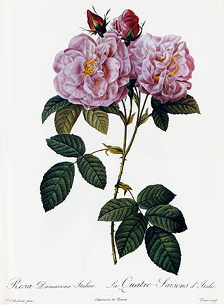 Rosa Damascena Italica