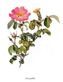 Rosa gallica