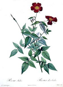 Rosa indica