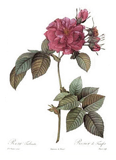 Redouté's Rosa Turbinata