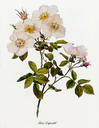 Rosa dupontii