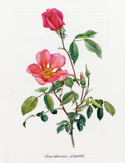 Mutabilis