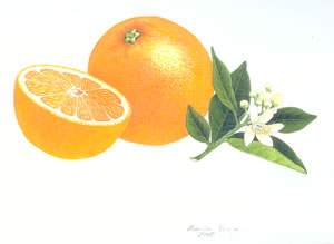 Valencia Orange