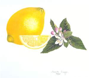 Lemon