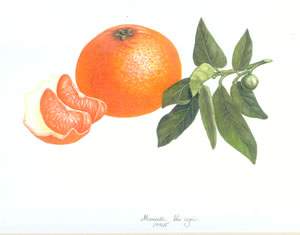 Clementine Mandarin