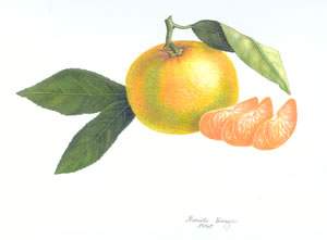 Satsuma Mandarin