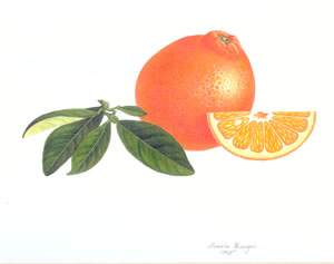 Minneola Mandarin