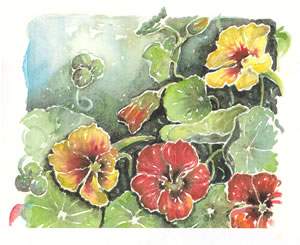 watercolor of nasturtiums