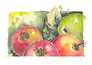 watercolor of apples