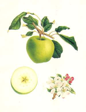 the granny smith apple