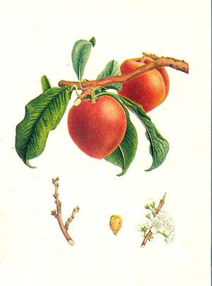 the satsuma plum