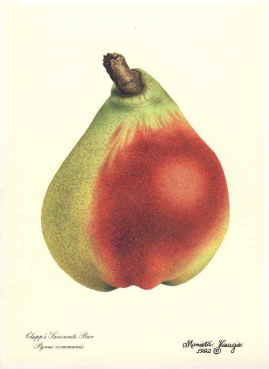 Clapps Favorite Pear