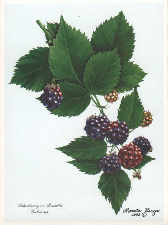 Blackberry