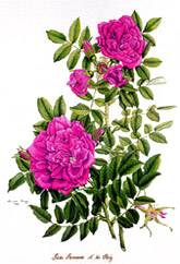 Rosa Roseraie de l'Ha