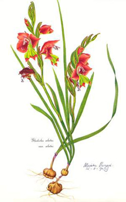 Gladiolus alatus var alatus