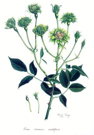 Rosa chinensis viridiflora