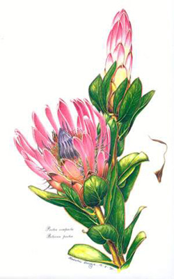 Protea compacta