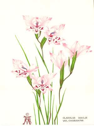 Gladiolus debilis