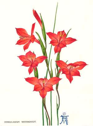 Gladiolus watsonianum