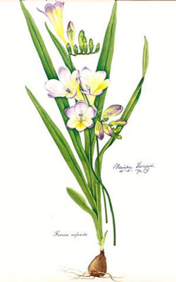 Freesia refracta