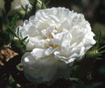 Rose de York