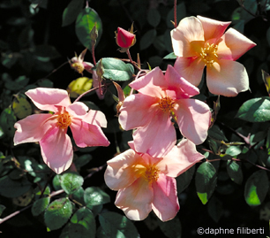 mutabilis