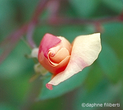 mutabilis