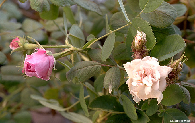 Autumn Damask and Perpetual White Moss