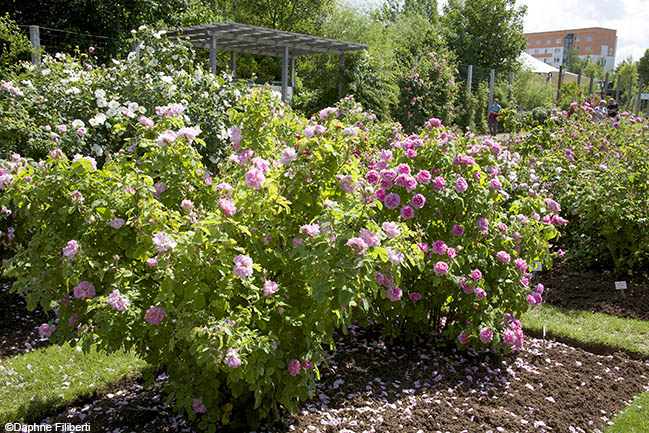 Marie Louise and Rosier de Damas