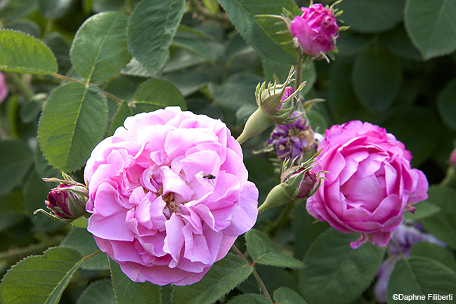 Pink Léda