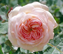 A Shropshire Lad