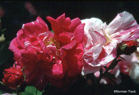 Rosa gallica versicolor