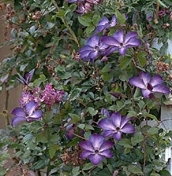 Clematis Venosa Violacea