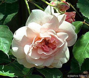 Felicia hybrid musk discount rose