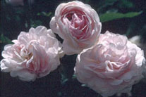 Rosa damascena semperflorens