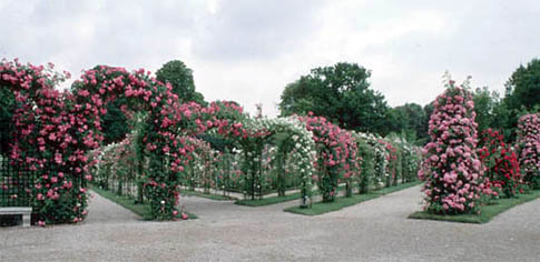 curved trellises