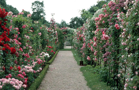 path to Modern French Roses