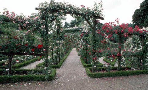 rectangular trellises