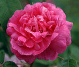 Rose du Roi