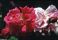 Rosa gallica versicolor