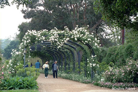 Mme Alfred Carrire at Descanso Gardens