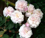 Rosa noisettiana