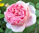 Cottage Rose